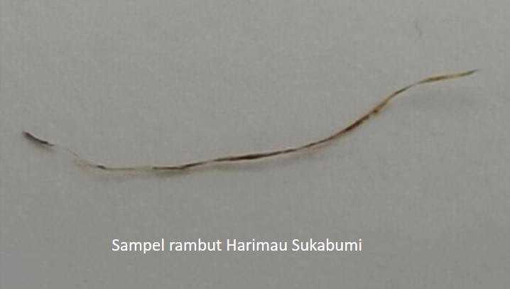     Sampel rambut Harimau Jawa (BRIN)