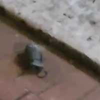 Gudang Peluru TNI di Bogor Meledak: Granat Terlempar ke Perumahan Warga