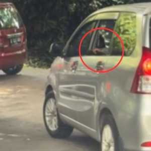 Viral Pengemudi Xenia Buka Jendela di Area Singa Taman Safari, Ini Nasib Penumpang