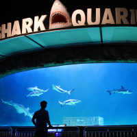 Promo Sea World Ancol, Tiket Masuk Bertiga atau Bundling Mulai Rp65 Ribu