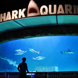 Promo libur sekolah di Sea World Ancol: Beli 4 tiket gratis 1