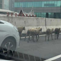 Viral Ertiga Giring Kambing di JLNT Casablanca