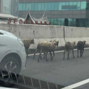 Viral Ertiga Giring Kambing di JLNT Casablanca