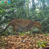 Macan Tutul dan Macan Kumbang Terekam Jalan Bareng di Gunung Gede Pangrango