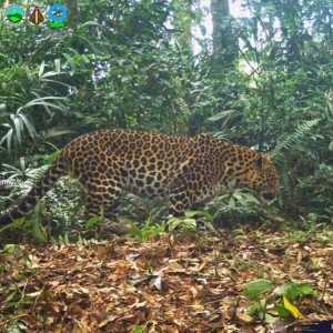 Macan Tutul dan Macan Kumbang Terekam Jalan Bareng di Gunung Gede Pangrango