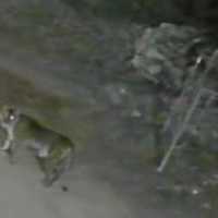 Heboh Harimau Berkeliaran di Halaman Masjid Solok Sumbar