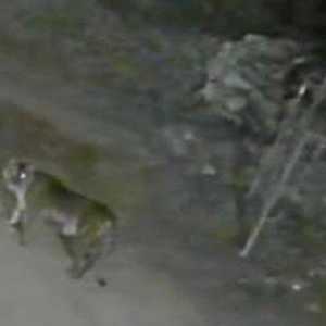 Heboh Harimau Berkeliaran di Halaman Masjid Solok Sumbar