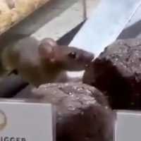 Viral Tikus Cicipi kue Dough Lab di PIK Avenue, Ini Sikap Manajemen