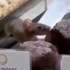 Viral Tikus Cicipi kue Dough Lab di PIK Avenue, Ini Sikap Manajemen