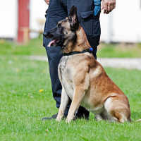 Viral Video Anjing Penjaga di Plaza Indonesia Dipukuli Sekuriti, Ini Kata Manajemen