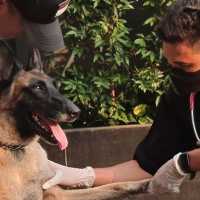 Penjelasan Lengkap Sekuriti Plaza Indonesia Usai Dipecat: Pukul Anjing Gegara Kucing