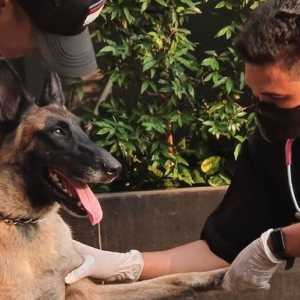 Penjelasan Lengkap Sekuriti Plaza Indonesia Usai Dipecat: Pukul Anjing Gegara Kucing