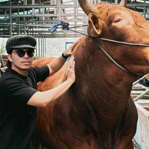 Deretan Artis Kurban Sapi Jumbo Saat Iduladha 2024