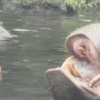 Reaksi Taman Safari Soal Ulah Pengunjung Kasih Makan Plastik ke Kuda Nil