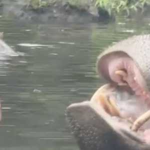 Reaksi Taman Safari Soal Ulah Pengunjung Kasih Makan Plastik ke Kuda Nil