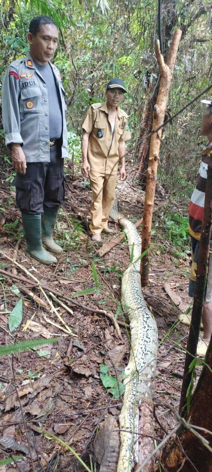     Ular piton lahap ibu di Luwu, Sulawesi Selatan (ist)