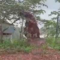 Viral Kehadiran Orang Utan Setinggi Rumah, BKSDA Angkat Bicara