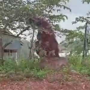 Viral Kehadiran Orang Utan Setinggi Rumah, BKSDA Angkat Bicara