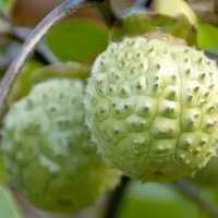 Heboh Warga Mabuk Kecubung di Banjarmasin: 2 Tewas dan Puluhan Dibawa ke RS Jiwa