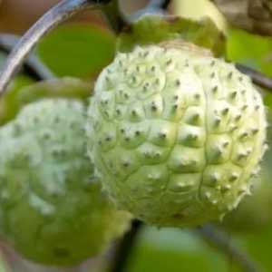 Heboh Warga Mabuk Kecubung di Banjarmasin: 2 Tewas dan Puluhan Dibawa ke RS Jiwa