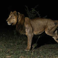 Perjuangan Menegangkan Singa Kaki 3, Berenang 1 Km Lintasi Sungai Penuh Buaya