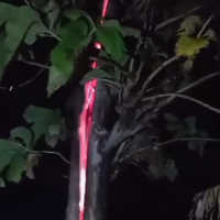 Heboh Api Misterius Keluar di Dalam Pohon Jati di Kuningan