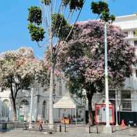 Bunga Tabebuya Bermekaran di Jakarta, Netizen: Kayak Sakura di Jepang