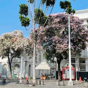 Bunga Tabebuya Bermekaran di Jakarta, Netizen: Kayak Sakura di Jepang
