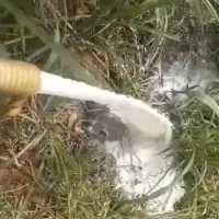 Peternak Sapi Gelar Protes Mandi Susu, Ini Permasalahannya