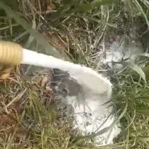 Peternak Sapi Gelar Protes Mandi Susu, Ini Permasalahannya