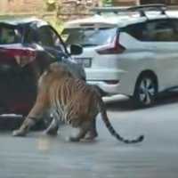 Sekeluarga Panik Ban Mobil Meledak Digigit Harimau di Taman Safari, Ini Kronologinya