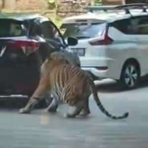 Sekeluarga Panik Ban Mobil Meledak Digigit Harimau di Taman Safari, Ini Kronologinya