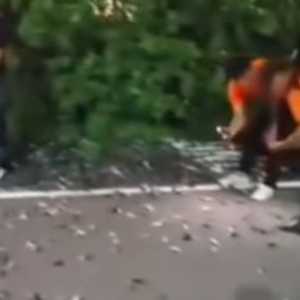 Ratusan Burung Pipit Mati Misterius di Area Bandara Bali, Ternyata Ini Penyebabnya