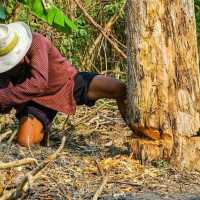 Legislator Ahmad Sahroni Soroti Kasus Petani Terancam 5 Tahun Bui Gegara Curi 5 Kayu