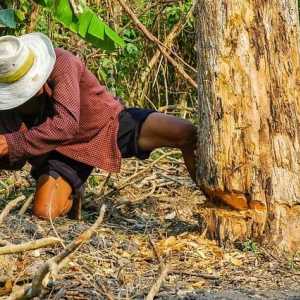 Legislator Ahmad Sahroni Soroti Kasus Petani Terancam 5 Tahun Bui Gegara Curi 5 Kayu