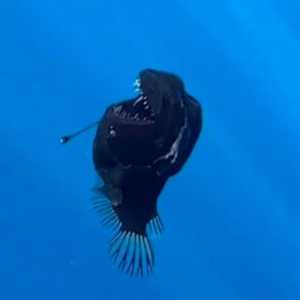 Heboh Fenomena Langka Kemunculan Ikan Black Seadevil ke Permukaan Laut, Pertanda Apa?