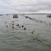 Kades Kohod Dijerat Kasus Pemalsuan Dokumen Pagar Laut Tangerang, Ini Modusnya