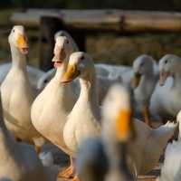 Video Viral Pria Ditahan Tabrak Bebek Ganti Kambing Ditahan Ternyata Cuma Konten