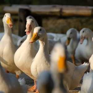 Video Viral Pria Ditahan Tabrak Bebek Ganti Kambing Ditahan Ternyata Cuma Konten