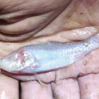 Fenomena Unik, Spesies Ikan Wader Tanpa Mata Ditemukan di Gua Cisodong Bogor