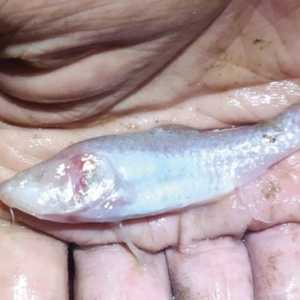 Fenomena Unik, Spesies Ikan Wader Tanpa Mata Ditemukan di Gua Cisodong Bogor