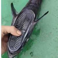 Viral Nelayan Temukan Ikan Berkepala Tapak Sandal, Ikan Apa Ini?