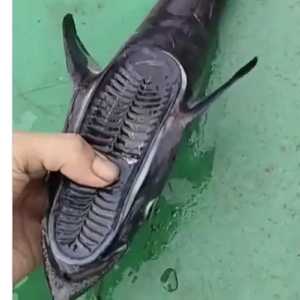 Viral Nelayan Temukan Ikan Berkepala Tapak Sandal, Ikan Apa Ini?