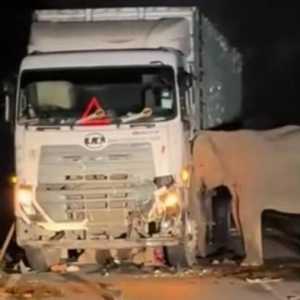 Sedih! Induk Gajah Datangi dan Rusak Truk yang Tabrak Anaknya Hingga Tewas