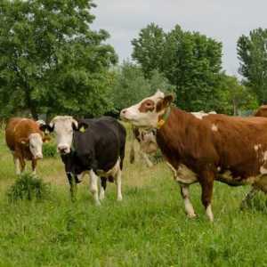 Daftar Harga Sapi Kurban Lengkap Untuk Iduladha 2025