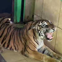 Harimau Sumatera Tertua di Jambi Mati, Ini Kronologinya