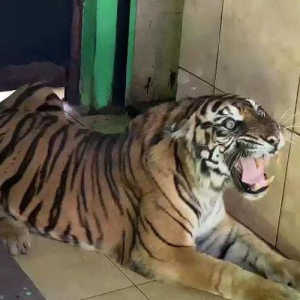 Harimau Sumatera Tertua di Jambi Mati, Ini Kronologinya