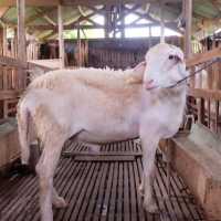 Tips Membersihkan Kepala Kambing Kurban Agar Halal dan Higienis