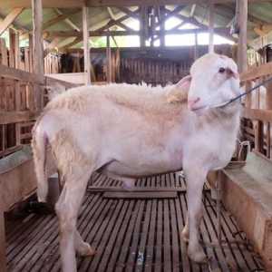 Tips Membersihkan Kepala Kambing Kurban Agar Halal dan Higienis
