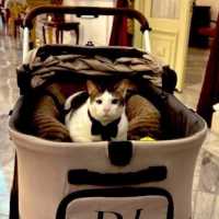 Heboh Kucing Prabowo Si Bobby Kertanegara Dikawal Polisi, Ini Penjelasan Istana